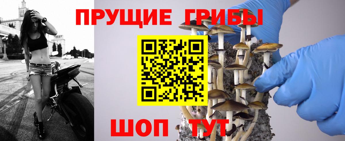 Псилоцибиновые грибы Cubensis Ачинск